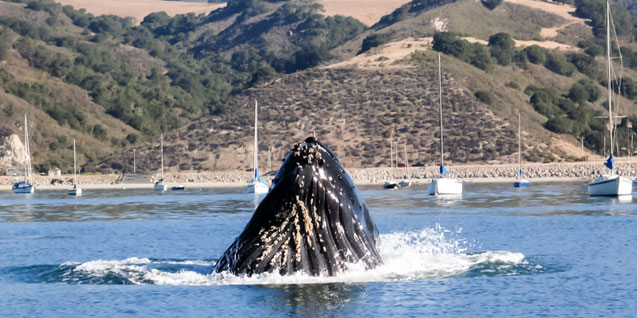 Whale emerging from the ocean